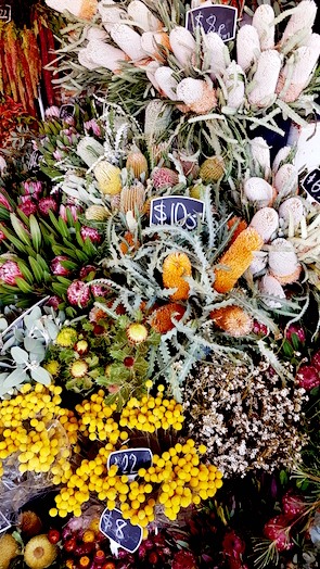 Australische Blumen am South Melbourne Market