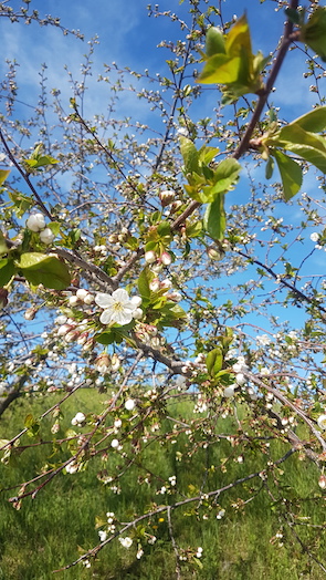 Apfelblüte in Garni
