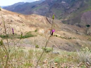 Schmetterling auf Blume - Frühlingserblühen in Alamut Valley