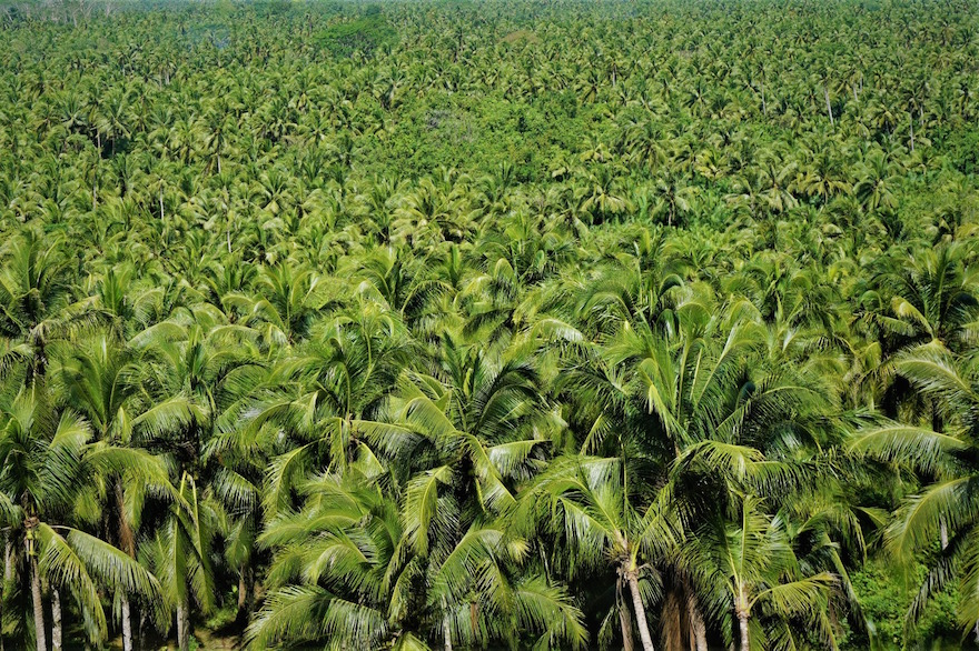 Siargao - Insel der Kokosnusspalmen