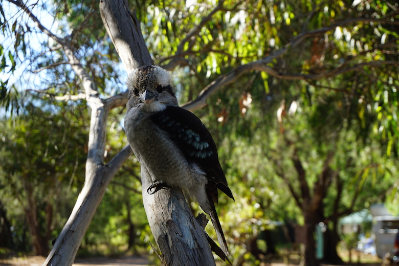 Treuer Begleiter und Sänger, der Kookaburra