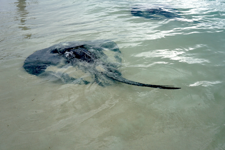 Friedliche Mantarochen in der Hamelin Bay