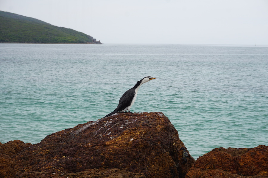 Meeresvogel am Felsen mit Blick aufs Meer