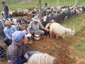 Bergbauern beim Melken der Ziegen und Schafe Alamut Valley