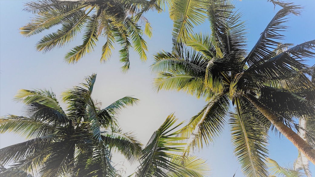 Palmen, Sonne und blauer Himmel auf den Philippinen