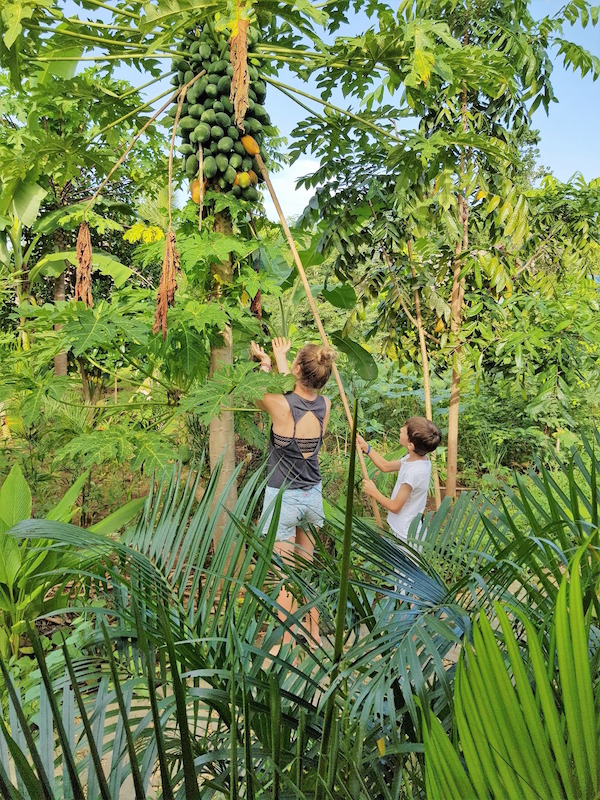 Ernte einer reifen Papaya auf Bohol