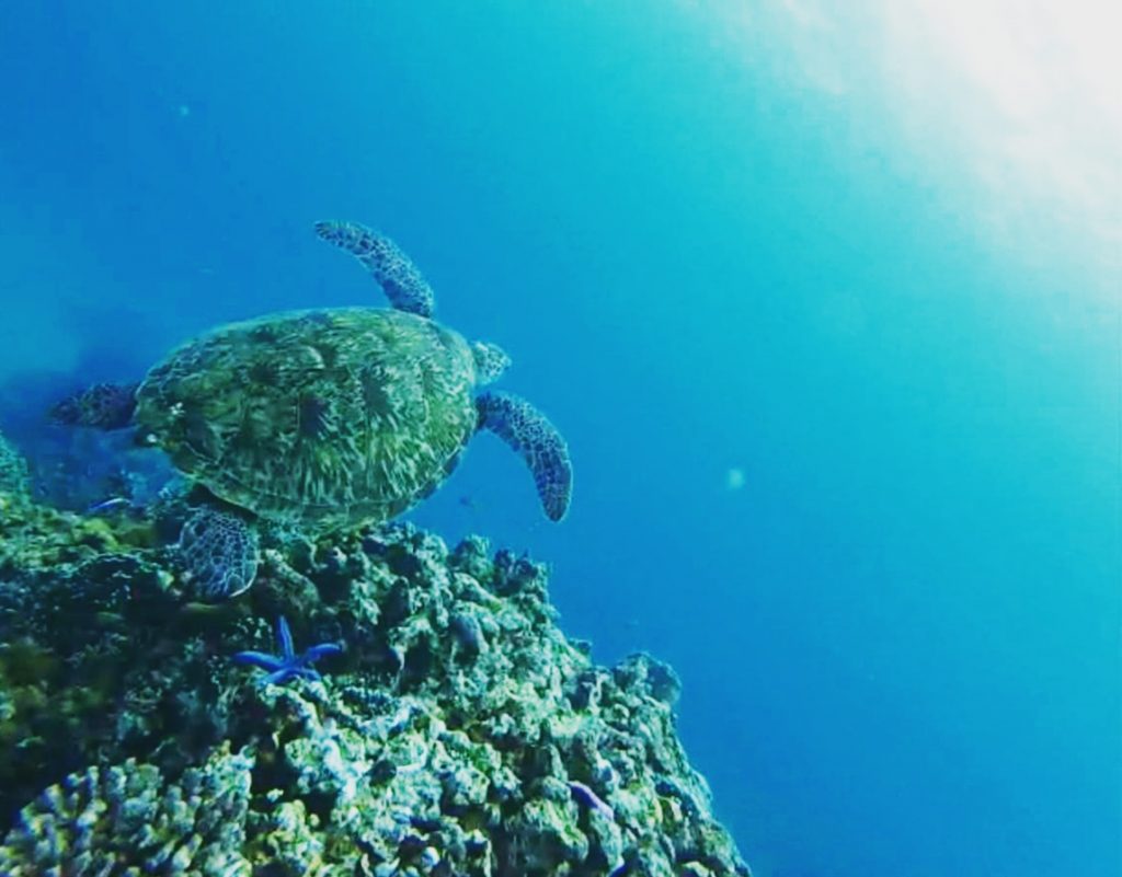 Schnorcheln mit einer Schildkröte bei Apo Island