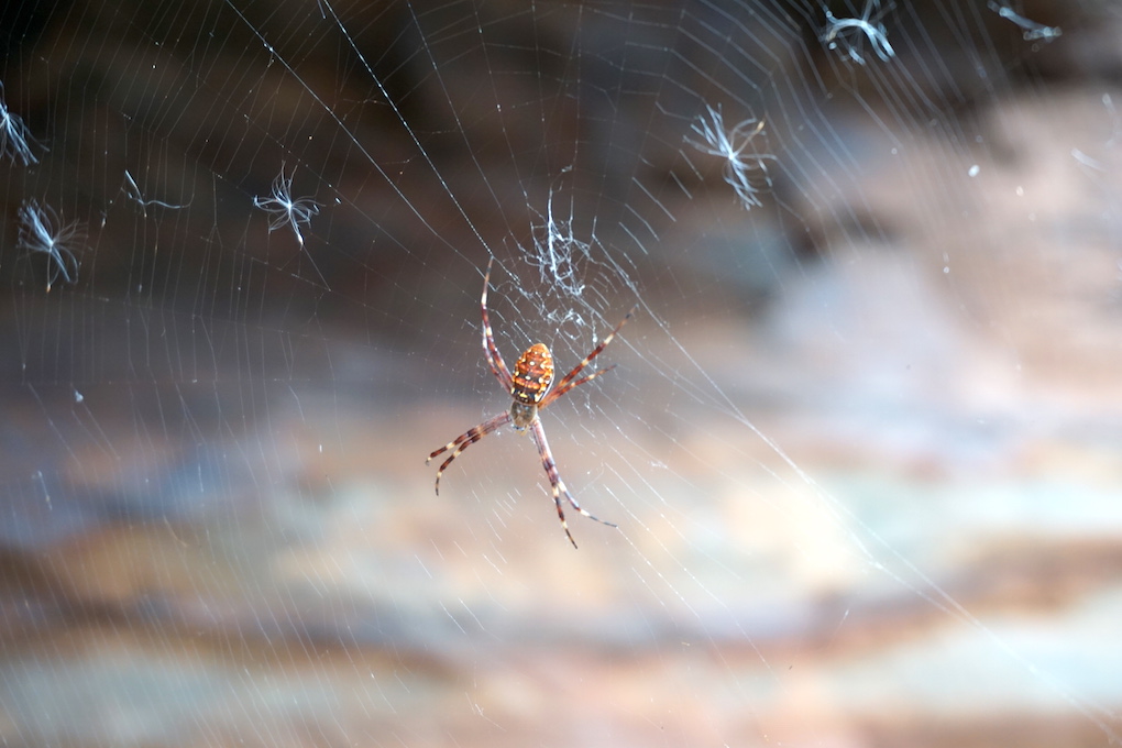 Spinne in ihrem Spinnennetz